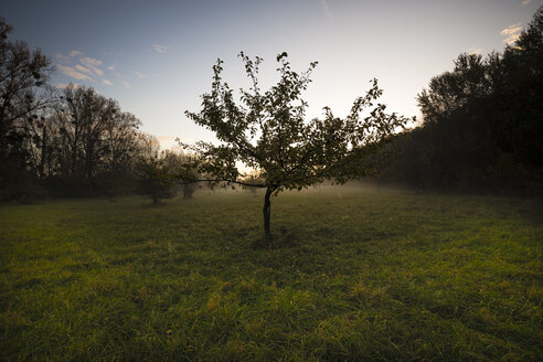 Deutschland, Hessen, Früher Morgen im Naturschutzgebiet Kühkopf - MPAF00090