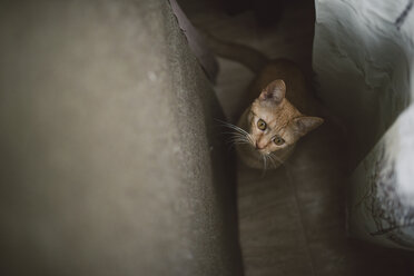 Porträt einer getigerten Katze, die zu Hause etwas beobachtet - RAEF01536