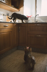 Dog watching eating cat in the kitchen - RAEF01537