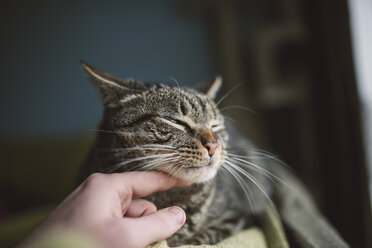 Männerhand streichelt getigerte Katze - RAEF01538