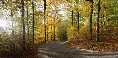 Road in autumn beech forest stock photo