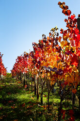 Weinreben im Herbst - CSF27839