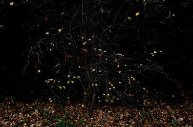 Herbstlicher Park im November - JTF00787