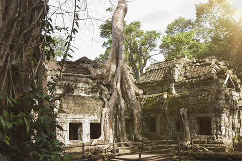 Kambodscha, Siem Reap, Angkor, Ta Prohm-Tempel - MADF01217