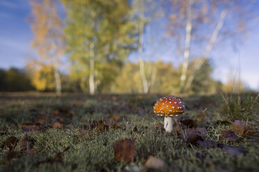 Fly agaric on a meadow - MJOF01316