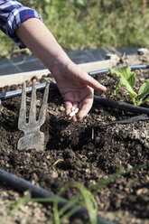 Woman working on farm sowing beans - ABZF01503