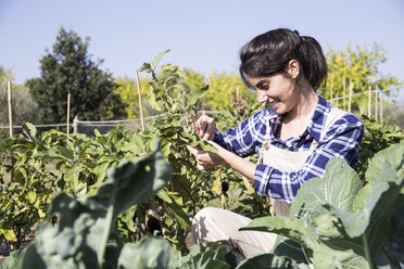 Frau arbeitet auf einem Bauernhof und pflegt Gemüse - ABZF01504