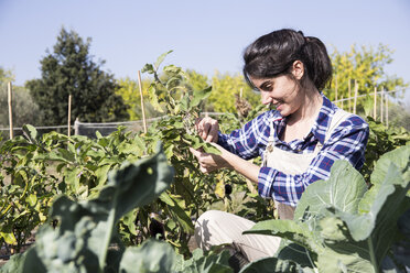 Woman working on farm tending to vegetables - ABZF01504