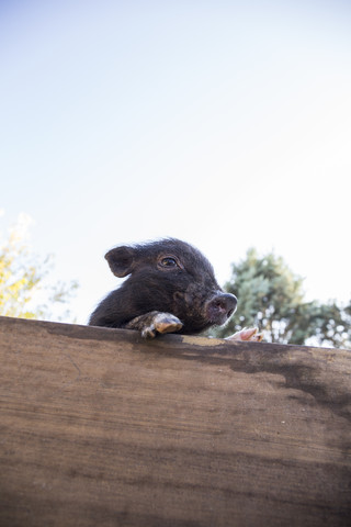 Kleines Schwein auf einem Bauernhof, lizenzfreies Stockfoto