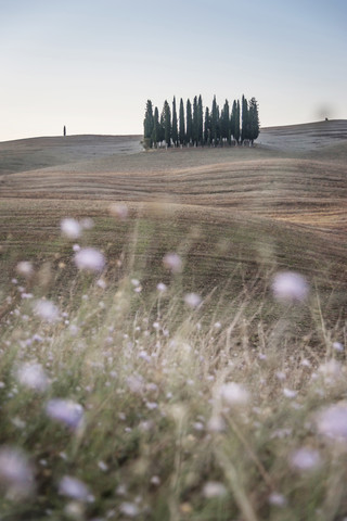 Italien, Toskana, Val d'Orcia, Gruppe von Zypressen, lizenzfreies Stockfoto