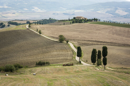 Italien, Toskana, Val d'Orcia, von Bäumen gesäumte Straße bei Pienza - PAF01736