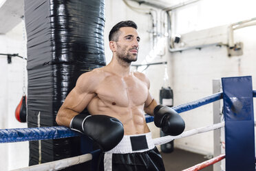 Boxer resting in boxing ring - MADF01246