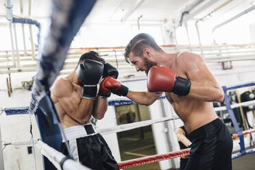 Zwei Boxer kämpfen im Boxring - MADF01250