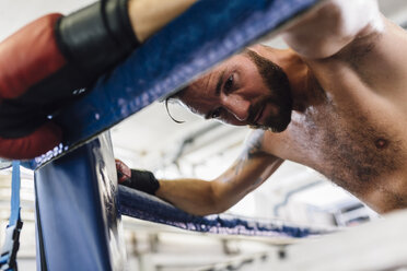 Boxer resting in boxing ring - MADF01252