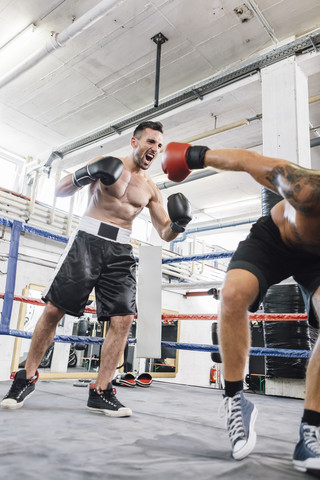 Boxer, der seinen Gegner niederschlägt, lizenzfreies Stockfoto
