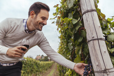 Smiling man in a vineyard checking grapes - ZEDF00415