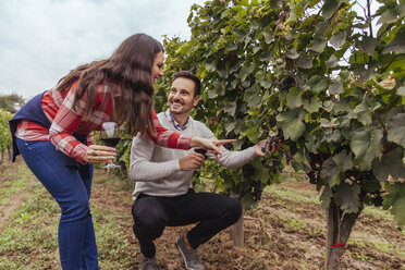 Man and woman in a vineyard checking grapes - ZEDF00416