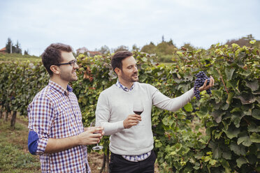 Two men in a vineyard checking grapes - ZEDF00437