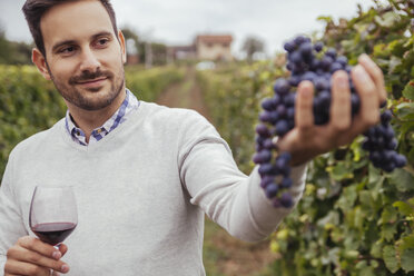 Smiling man in a vineyard checking grapes - ZEDF00438