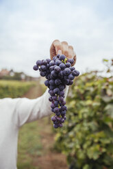 Man holding bunch of blue grapes - ZEDF00439