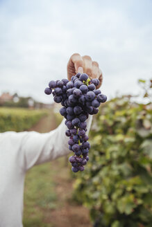 Mann hält eine Traube blauer Weintrauben - ZEDF00439