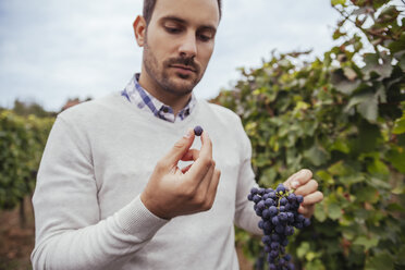 Man in a vineyard examiming grapes - ZEDF00440