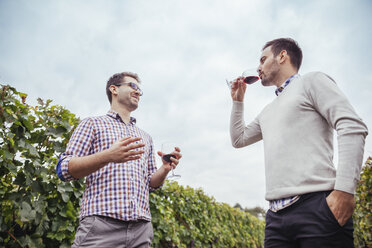 Zwei Männer in einem Weinberg trinken Rotwein - ZEDF00441