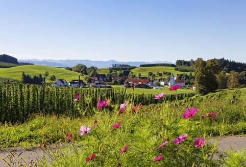 Deutschland, Baden-Württemberg, Bodenseekreis, Cosmea, Hopfenfeld und Landschaft bei Neukirch - SIEF07136