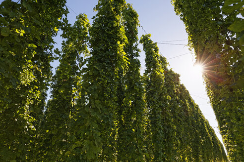 Hopfengarten im Gegenlicht - SIEF07138