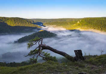 Deutschland, Baden-Württemberg, Tannenbaum und Morgennebel über der Donau bei Beuron - SIEF07149