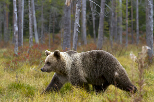 Finnland, Nordkarelien, weibliches braunes Heck im Wald - ZC00441