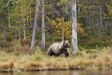 Finnland, Nordkarelien, weibliches braunes Heck im Wald - ZC00442