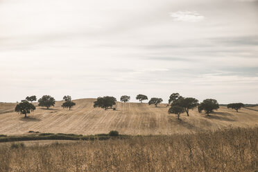 Portugal, Setubal, Feld mit Bäumen - CHPF00326