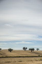 Portugal, Setubal, Field with trees - CHPF00327