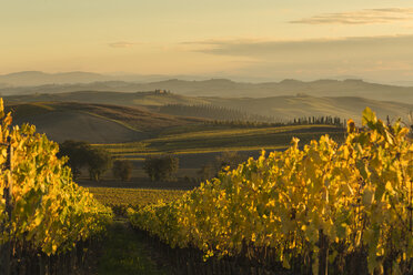 Italien, Toskana, Val d'Orcia, Hügellandschaft mit Weinberg - FCF01139