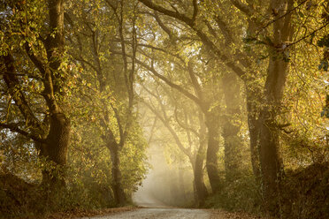 Italy, Tuscany, Val d'Orcia, tree-lined road in morning fog - FCF01141