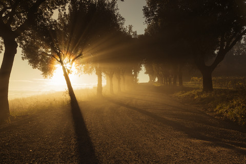 Italien, Toskana, Val d'Orcia, von Bäumen gesäumte Straße im Morgennebel, lizenzfreies Stockfoto