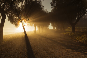 Italien, Toskana, Val d'Orcia, von Bäumen gesäumte Straße im Morgennebel - FCF01143