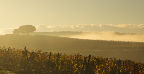 Italien, Toskana, Val d'Orcia, Landschaft mit Weinberg im Morgennebel, lizenzfreies Stockfoto