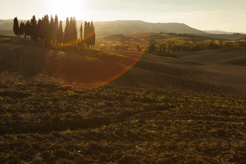 Italien, Toskana, Val d'Orcia, Hügellandschaft mit Baumgruppe - FCF01151