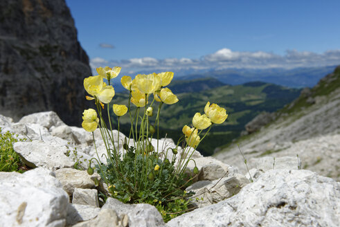 Italien, Südtirol, Dolomiten, Langkofel, Gelber Rhätischer Alpenmohn - LBF01511