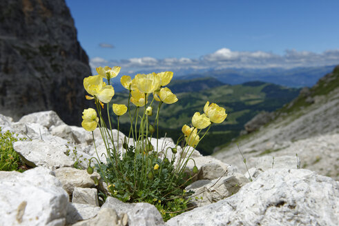 Italy, Alto Adige, Dolomites, Langkofel, yellow Rhaetian Alps poppy - LBF01511