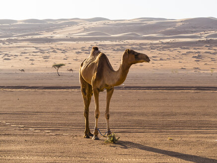 Oman, Al Raka, Dromedar stehend in der Wüste Rimal Al Wahiba - AMF05080