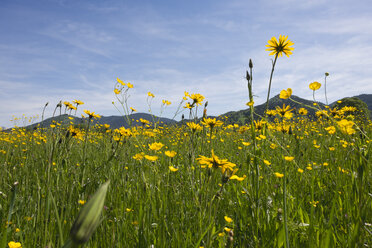 Deutschland, Isarwinkel, Wiese mit Butterblumen und Schwarzwurzeln im Frühling - SIEF07163