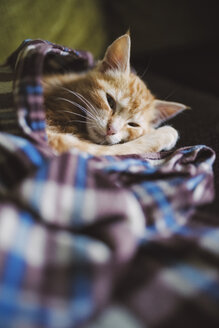 Tabby-Kätzchen auf einer Decke ruhend - RAEF01582