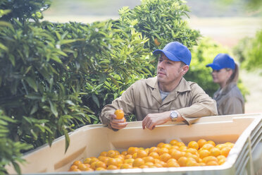 Farm workers on plantation plucking oranges - ZEF11783