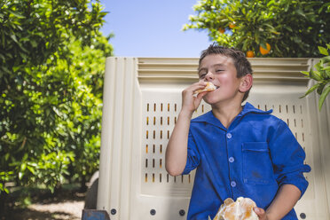 Junge sitzt auf einem Anhänger in einer Orangenplantage und isst eine Orange - ZEF11790