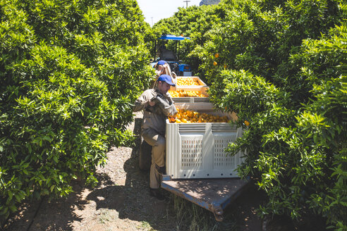 Pflücker bei der Arbeit in einer Orangenplantage - ZEF11791