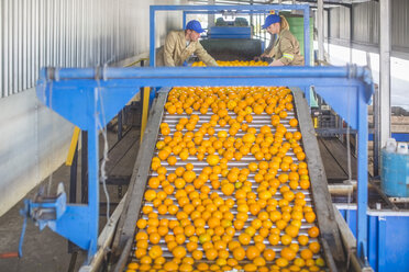 Workers on orange farm picking oranges from conveyor belt - ZEF11795