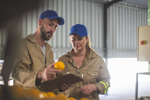 Arbeiter auf einer Orangenplantage bei der Qualitätskontrolle von Orangen - ZEF11796